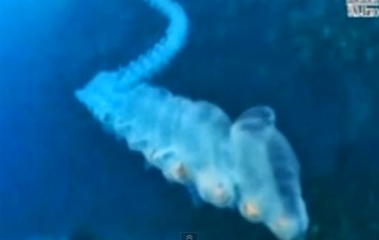 พบหนอนทะเลยักษ์หายาก-เรืองแสงได้ ใต้ทะเลลึก ออสเตรเลีย