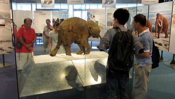  นักวิทย์เล็งโคลนนิ่งลูกแมมมอธอายุ 42,000 ปี