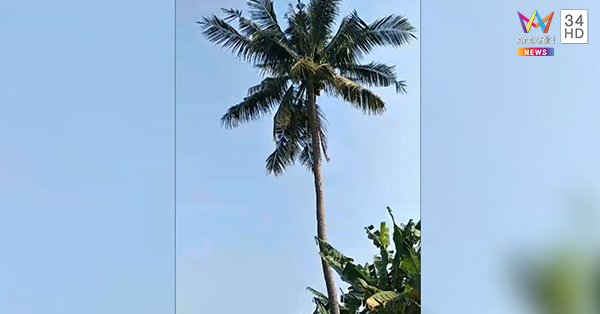 เสียชีวิตบนต้นมะพร้าว