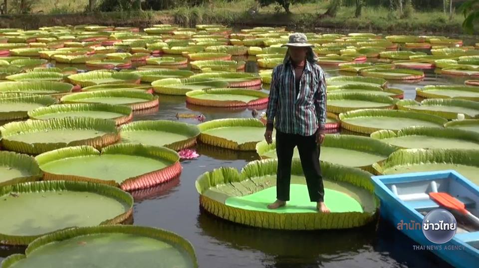 บัววิคตอเรีย