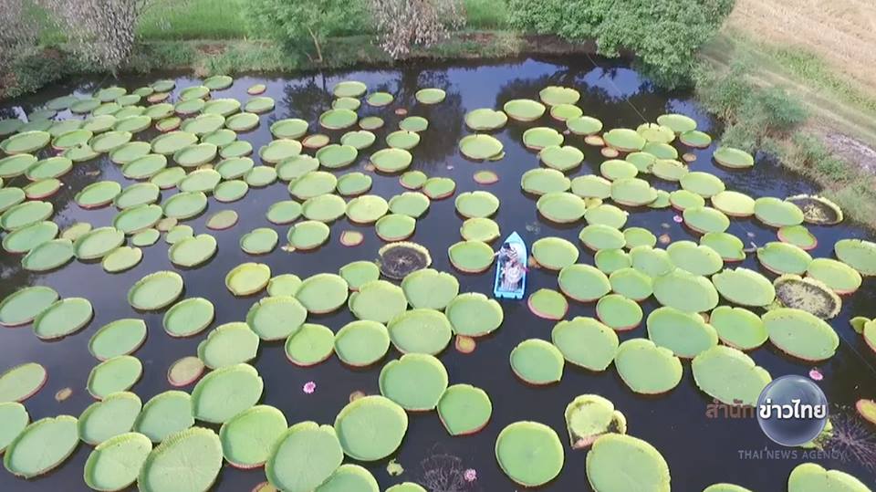 บัววิคตอเรีย