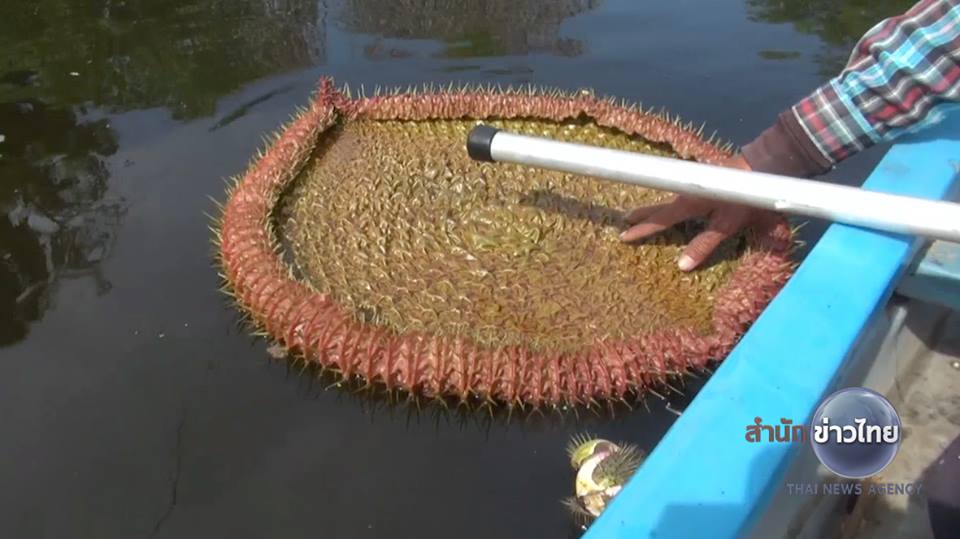 บัววิคตอเรีย