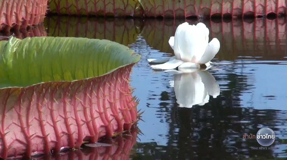 บัววิคตอเรีย