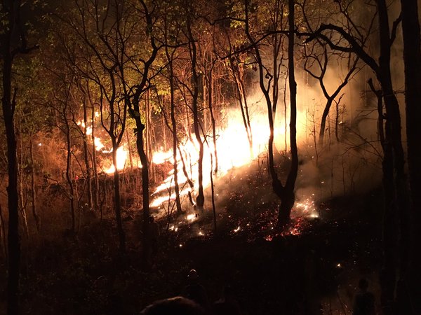 ไฟไหม้ป่า