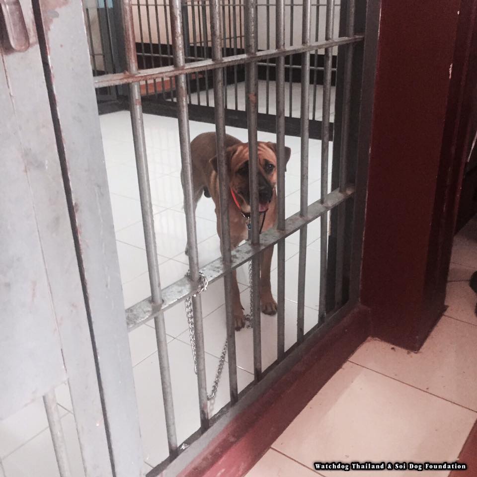 พระใช้หมาลากรถ