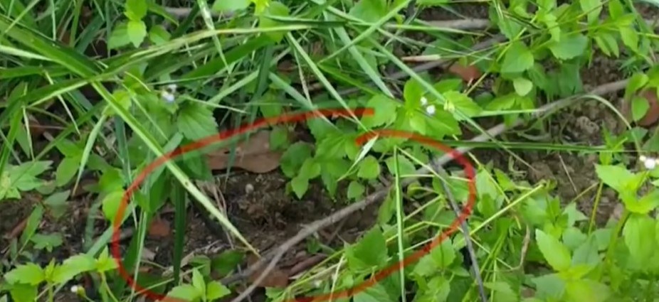 น้องชมพู่