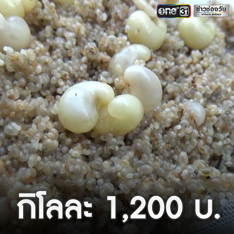 ไข่มดดิน