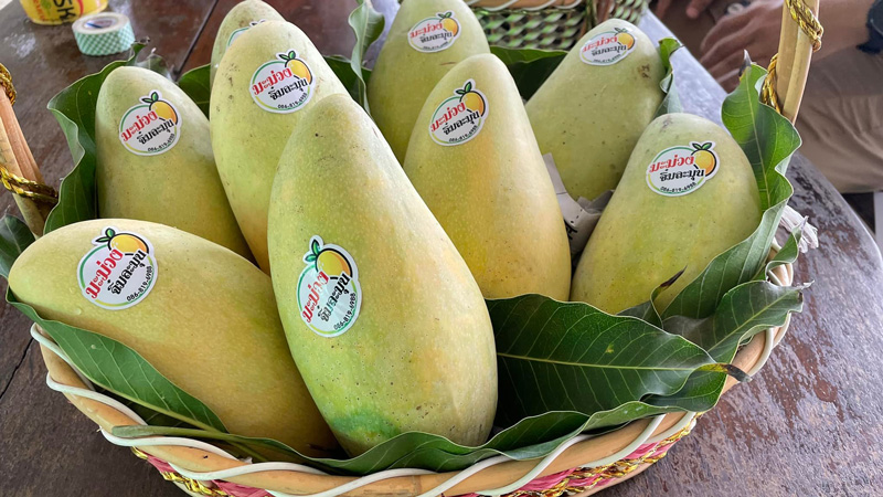 มะม่วงจิ๋มละมุน