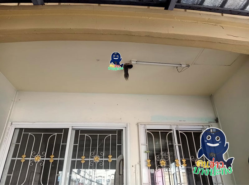 ตัวเงินตัวทอง