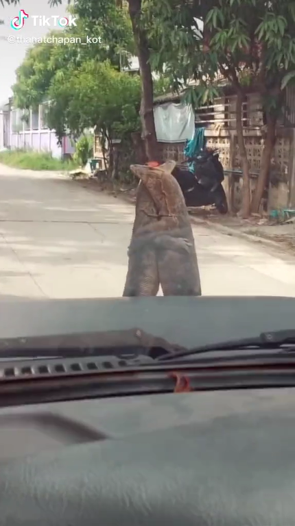 ตัวเงินตัวทอง