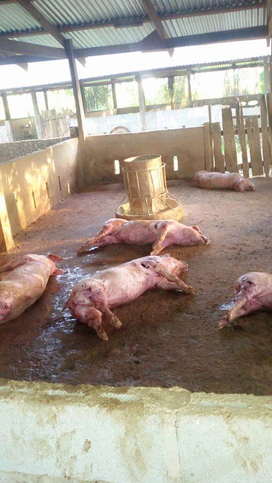  เจ้าของฟาร์มหมูร้องทุกข์ 