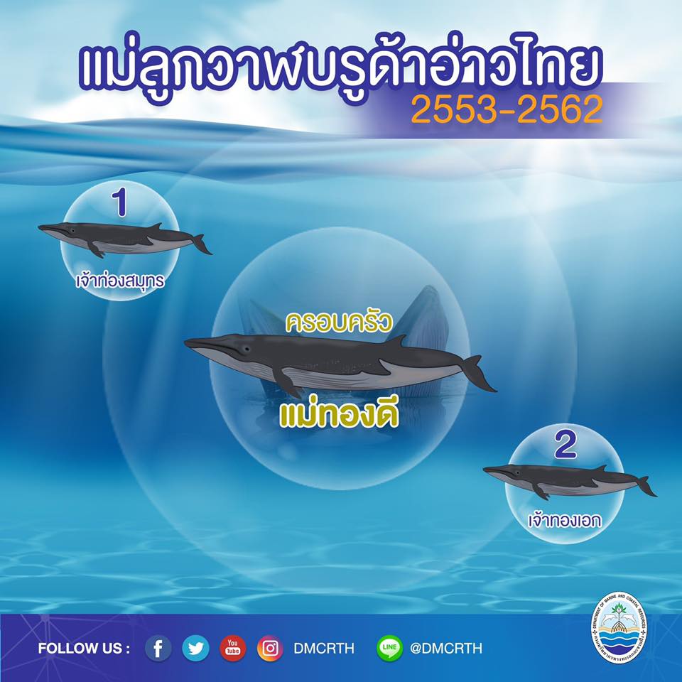 วาฬบรูด้า