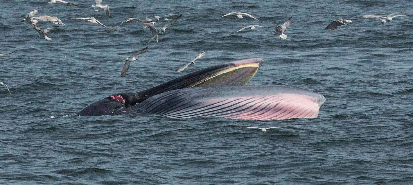 วาฬบรูด้า