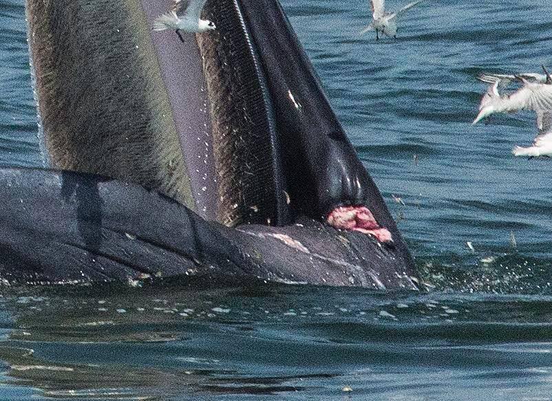 วาฬบรูด้า