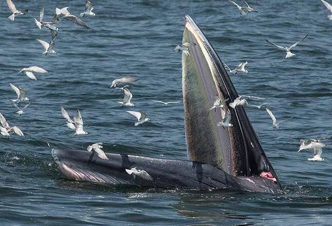 วาฬบรูด้า