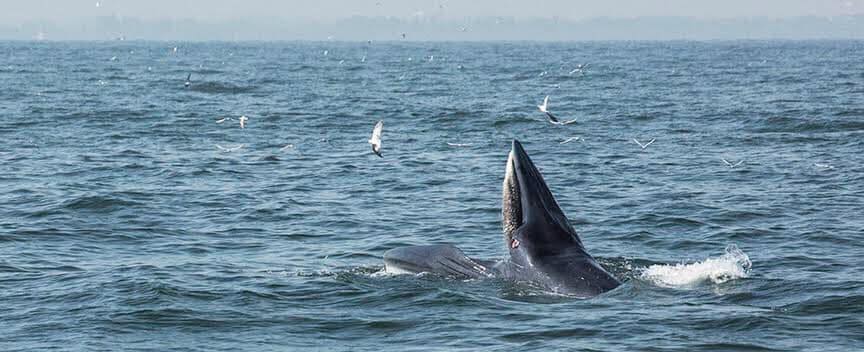 วาฬบรูด้า