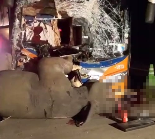 รถทัวร์ชนช้าง