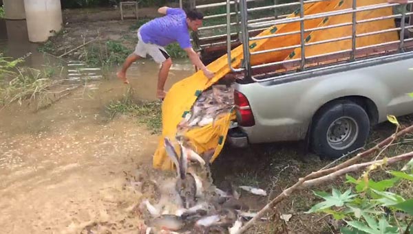 ปล่อยปลา