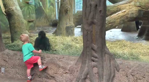 มิตรภาพต่างสายพันธุ์ คนกับกอริลลา