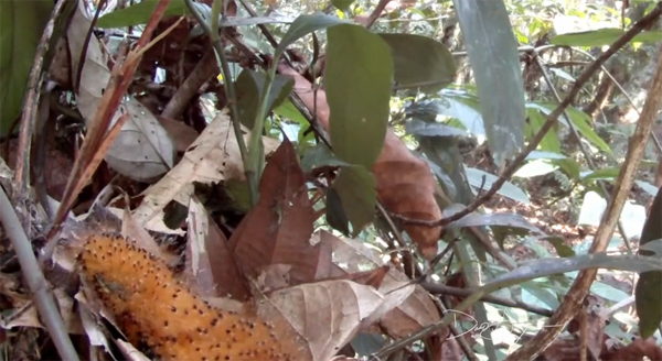 ทายซิ ตัวอะไร พรางตัวเป็นหนอนพิษได้เนียนขนาดนี้ ทายซิ ตัวอะไร พรางตัวเป็นหนอนพิษได้เนียนขนาดนี้