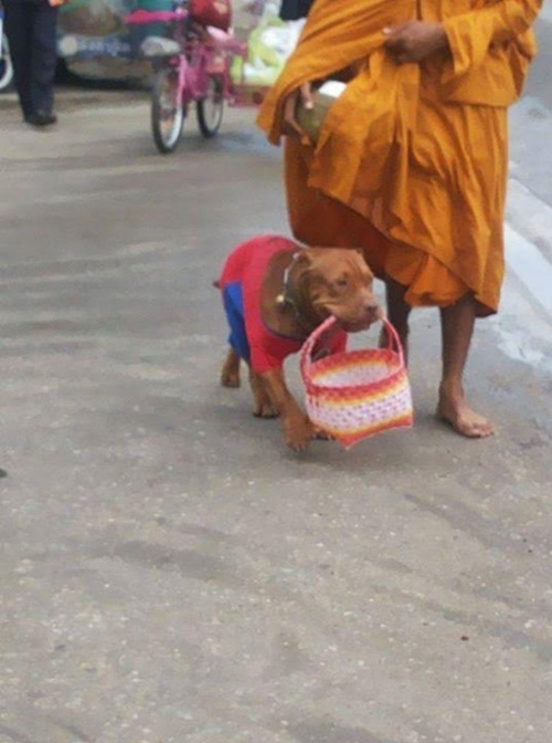 พิทบูลแสนรู้ เดินบิณฑบาตพร้อมพระ อย่างกับเด็กวัด