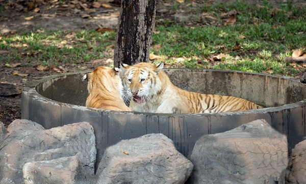 เชียงใหม่ไนท์ซาฟารี เปิดตัวสัตว์หายาก เสือโคร่งสีทอง