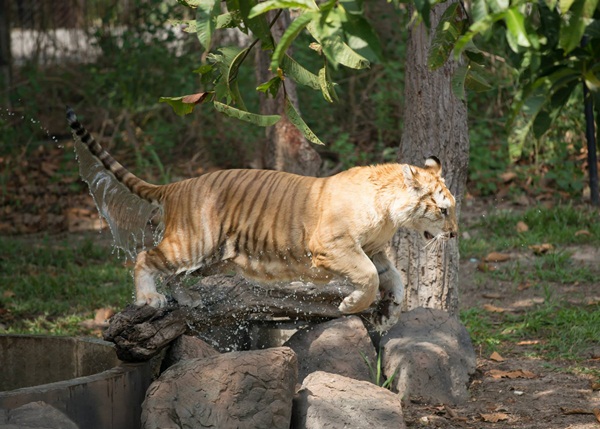 เชียงใหม่ไนท์ซาฟารี เปิดตัวสัตว์หายาก เสือโคร่งสีทอง