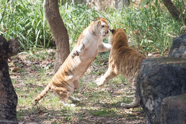 เชียงใหม่ไนท์ซาฟารี เปิดตัวสัตว์หายาก เสือโคร่งสีทอง