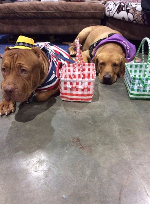 พิทบูลแสนรู้ เดินบิณฑบาตพร้อมพระ อย่างกับเด็กวัด