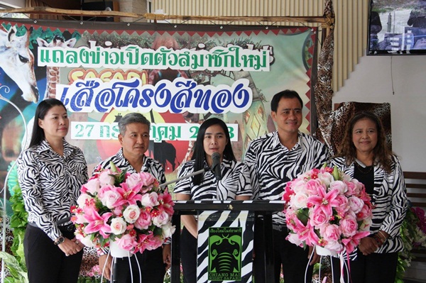 เชียงใหม่ไนท์ซาฟารี เปิดตัวสัตว์หายาก เสือโคร่งสีทอง