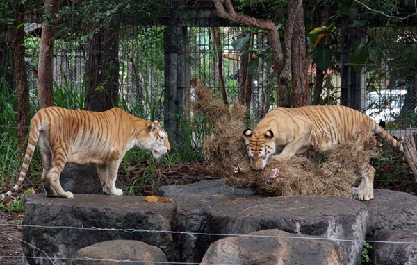 เชียงใหม่ไนท์ซาฟารี เปิดตัวสัตว์หายาก เสือโคร่งสีทอง