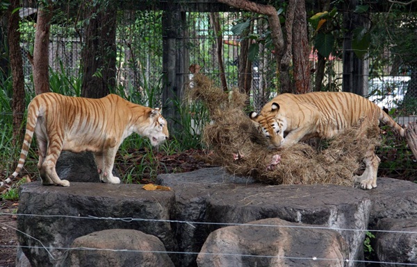 เชียงใหม่ไนท์ซาฟารี เปิดตัวสัตว์หายาก เสือโคร่งสีทอง