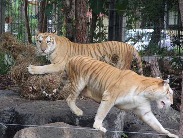 เชียงใหม่ไนท์ซาฟารี เปิดตัวสัตว์หายาก เสือโคร่งสีทอง