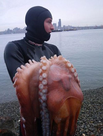 จวกเละ! หนุ่มมะกันจับหมึกยักษ์ทำโครงงานศิลปะ-กินเป็นมื้อเย็น