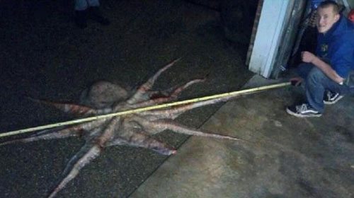 จวกเละ! หนุ่มมะกันจับหมึกยักษ์ทำโครงงานศิลปะ-กินเป็นมื้อเย็น