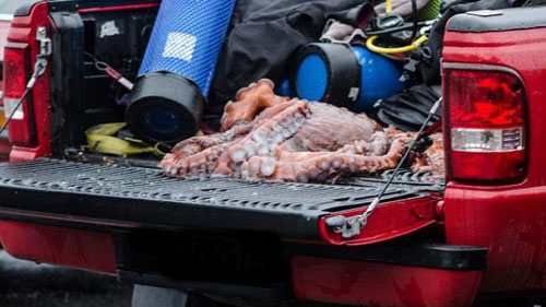 จวกเละ! หนุ่มมะกันจับหมึกยักษ์ทำโครงงานศิลปะ-กินเป็นมื้อเย็น