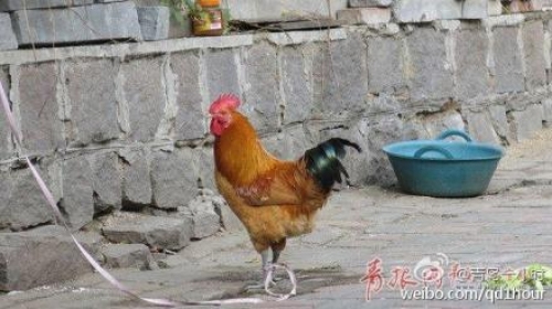 พี่จีนมาเหนือ ผูกเชือกล่ามไก่ไว้จองที่จอดรถ