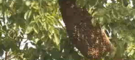 รังผึ้งแตก ผึ้งต่อย นักเรียน นับ 20 ราย ขณะเคารพธงชาติ