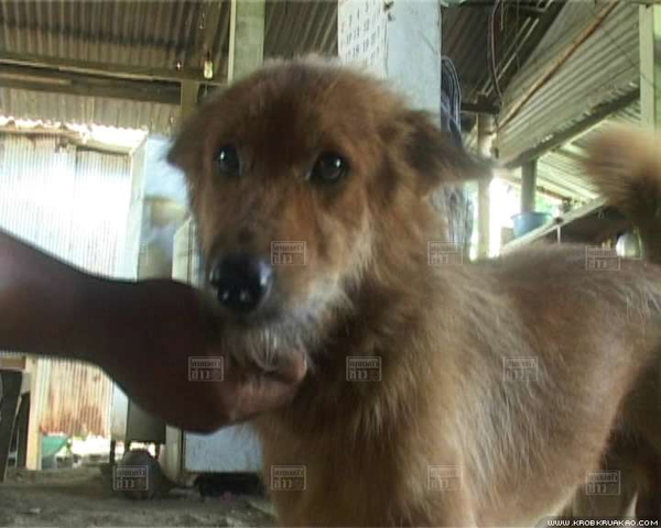 สุนัขฮีโร่พันธุ์ทาง ช่วยชีวิตทารกแรกคลอด ถูกทิ้งถังขยะ