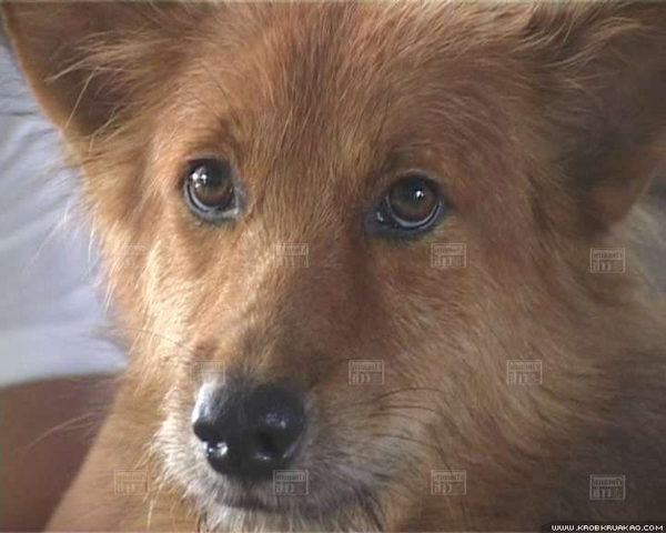 สุนัขฮีโร่พันธุ์ทาง ช่วยชีวิตทารกแรกคลอด ถูกทิ้งถังขยะ