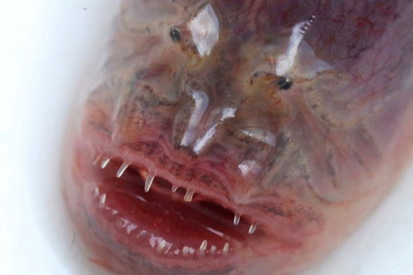 พบปลาไหลประหลาดคล้ายเอเลียนในทะเลสาบของจีน