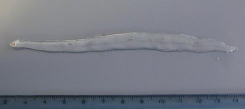 ชาวบ้านจีนฮือฮา พบปลาโปร่งใสมองทะลุได้ทั้งตัว 