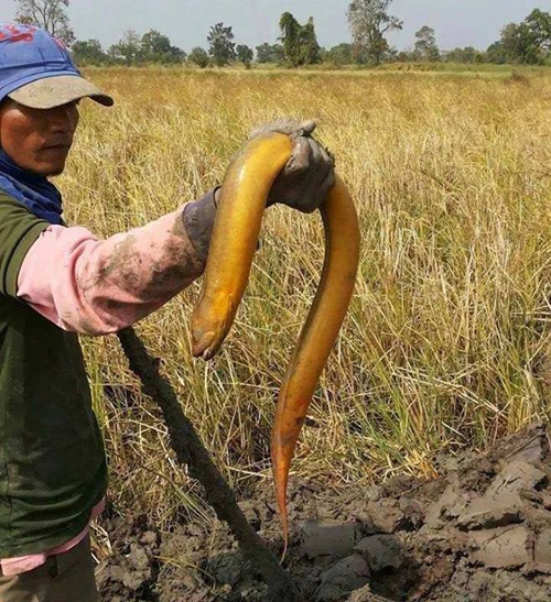 ชาวเน็ตฮือฮา ปลาไหลยักษ์สีเหลือง ที่อุดรธานี
