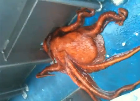 หมึกหนีออกจากเรือ ผ่านช่องระบายน้ำเล็ก ๆ