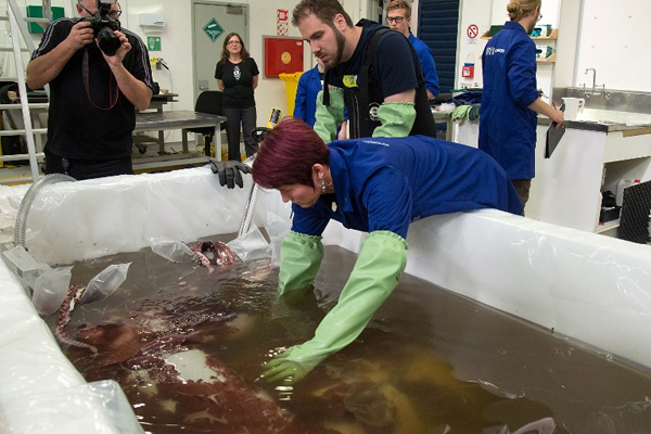 นักวิทย์โชว์ชำแหละหมึกมหึมาหนัก 350 กก. 