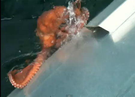 หมึกหนีออกจากเรือ ผ่านช่องระบายน้ำเล็ก ๆ