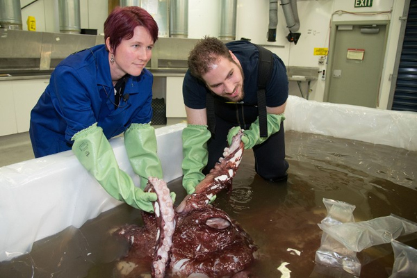 นักวิทย์โชว์ชำแหละหมึกมหึมาหนัก 350 กก. 