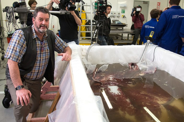 นักวิทย์โชว์ชำแหละหมึกมหึมาหนัก 350 กก. 