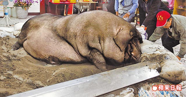 เกษตรกรไต้หวันขุนหมูจนมีไซส์ยักษ์ หนักเกือบ 1 ตัน
