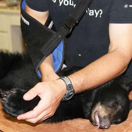  ชายมะกันเจอหมีเจ็บ อุ้มพาขึ้นรถกว่า 1 ชม. ไปโรงพยาบาล